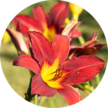 Daglelie, Hemerocallis van Alexander Ludwig