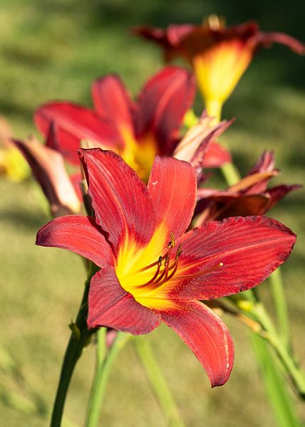 Taglilie, Hemerocallis von Alexander Ludwig