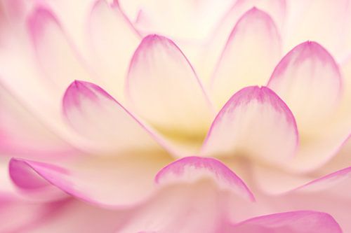 Motif abstrait d'une fleur sur Daniëlle Eibrink Jansen