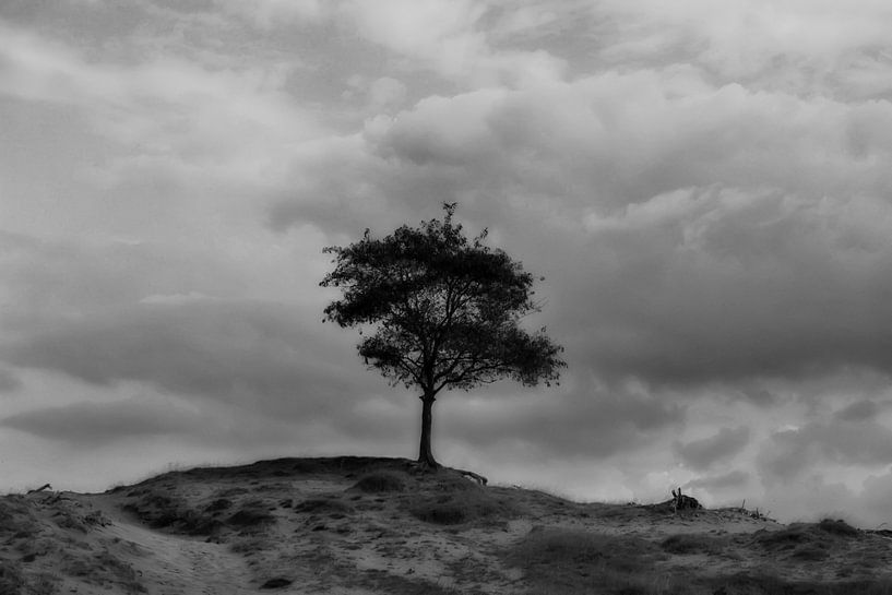 Lonely tree! van Sidney Portier
