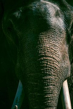 Aziatische olifant met grote witte slagtanden van Sjoerd van der Wal