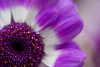 Paarse bloem Purple flower