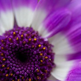 Paarse bloem Purple flower van Arjan Bijker