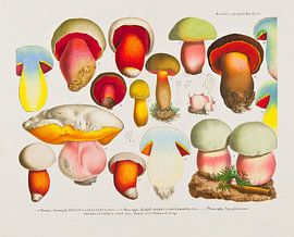 Boleten, J.V Krombholz by Teylers Museum
