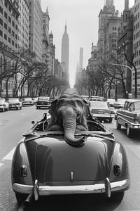 Jungle urbaine de l'éléphant