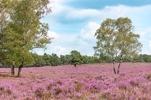 Bruyères en fleurs dans un paysage de bruyère en été sur Sjoerd van der Wal Photographie