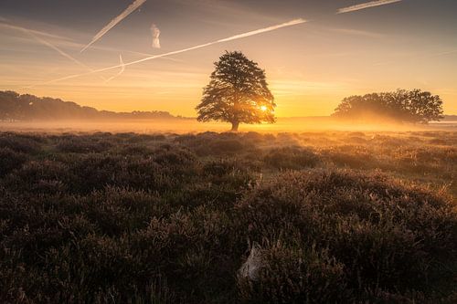Zonsopkomst Veluwe Nederland 2