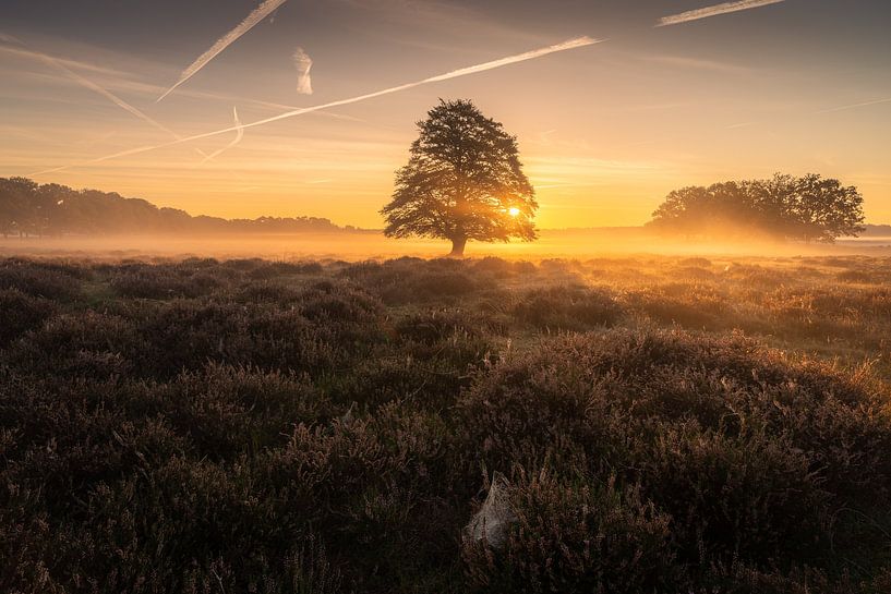 Sunrise Veluwe Netherlands 2 by Arjan Bijleveld