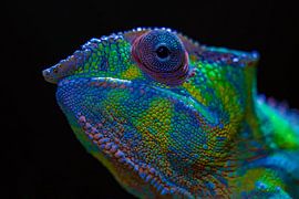 Panther Chameleon Furcifer pardalis by Raymond Engelen