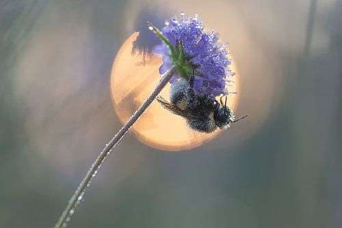 Soleil du matin