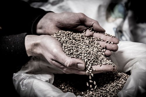 Bierbrouwer (ambacht in close-up)