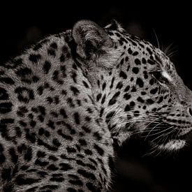 into the dark Cheetah 2 by Foto Studio Labie