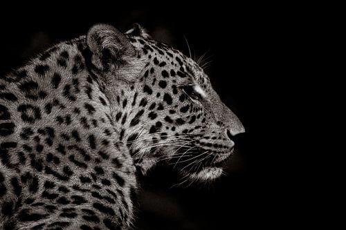 dans l'obscurité Guépard 2