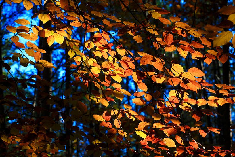 Beech by Thomas Jäger