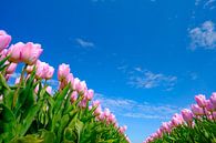 Tulpen in een veld tijdens een mooie lentedag van Sjoerd van der Wal Fotografie thumbnail