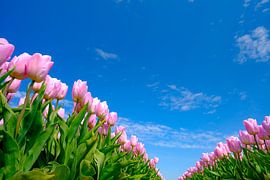 Tulips blossoming in a field during a beautiful springtime day by Sjoerd van der Wal Photography