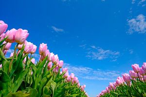 Tulpen in een veld tijdens een mooie lentedag van Sjoerd van der Wal Fotografie