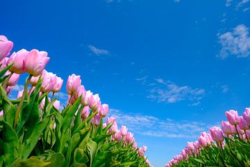 Tulpen in een veld tijdens een mooie lentedag van Sjoerd van der Wal