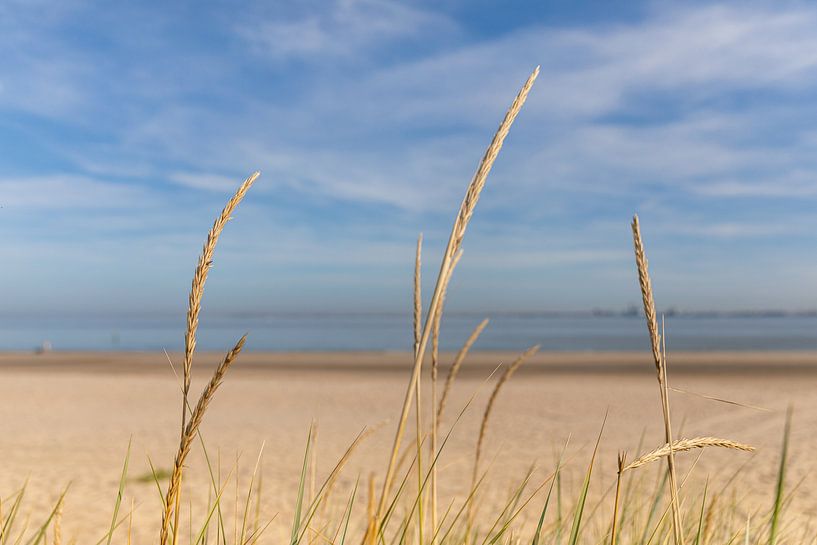 Marram grass on the beach of Zeeuws-Vlaanderen by Percy's fotografie