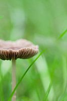 Champignon des prés