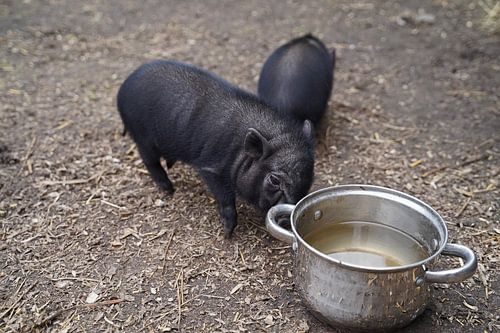 Mini biggetje bij zijn eerste uittocht op de boerderij.