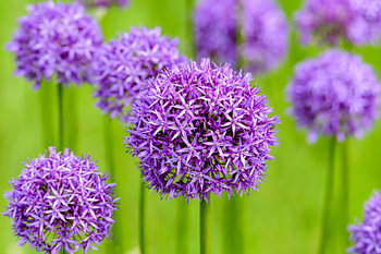 Allium paarse bollen