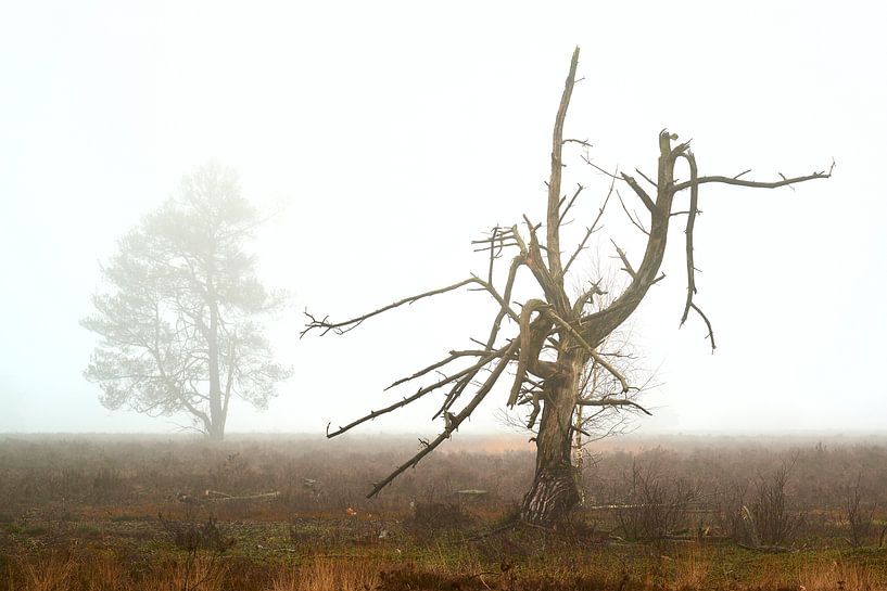 Noorderheide near Vierhouten by Jenco van Zalk