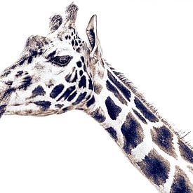 Andy Warhol Pop Art - Art Style Giraffe by Jakob Baranowski - Photography - Video - Photoshop