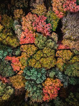 Vue d'ensemble de la forêt