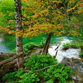 Dans la nature sur Thomas Zacharias