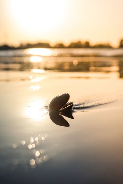 Schelp tijdens zonsondergang van Veri Gutte