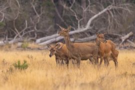 Cerfs sur le Hoge Veluwe, période de rut.