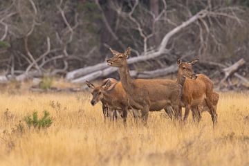 Deer on the Hoge Veluwe, rutting season by Gert Hilbink