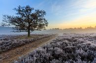 Frost on the Heath 2 by Remco Bosshard thumbnail