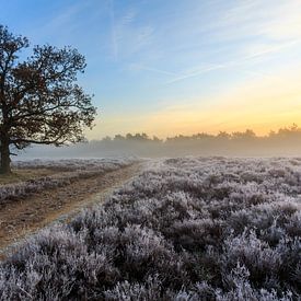 Frost on the Heath 2 by Remco Bosshard