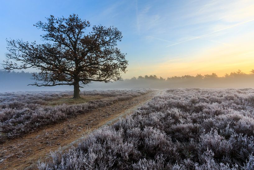 Frost on the Heath 2 by Remco Bosshard