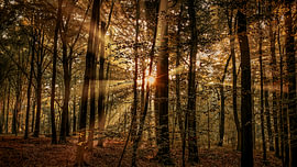 La forêt de Neigembos un matin au début de l'automne. sur Jurgen Van Der Smissen