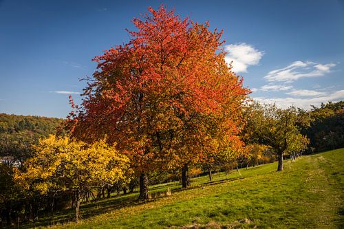 Herfst in de boomgaarden in de buurt van Engenhahn