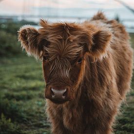Scottish Highlander calf by Liz Schoonenberg