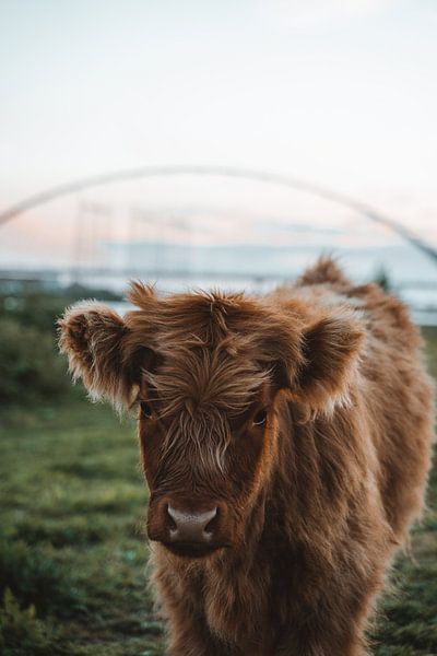 Scottish Highlander calf by Liz Schoonenberg