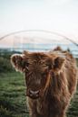 Scottish Highlander calf by Liz Schoonenberg thumbnail