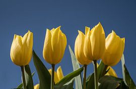 Tulips by Erika Schouten