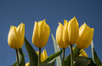 Tulips
