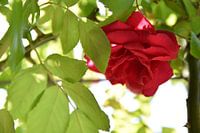 Red Rose