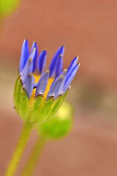 Felicia ammeloides van Shutterbalance