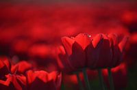 Rode tulpenveld