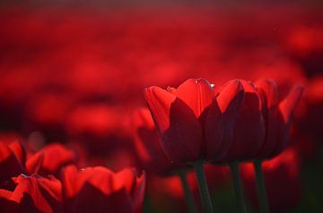 Rode tulpenveld van Tanja Huizinga Photography