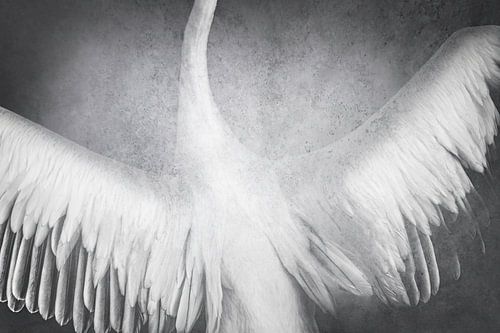 Zwevende Gratie Vleugels in Zwart-Wit