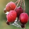 Herbstbild Hagebutte mit Wassertropfen sur Dirk Bartschat