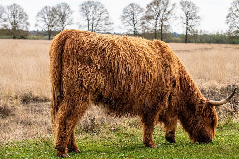 Scottish Highlander Cow by Brian Morgan